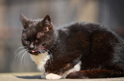 Close-up of cat