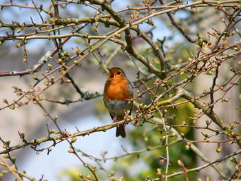 Bird perching on branch