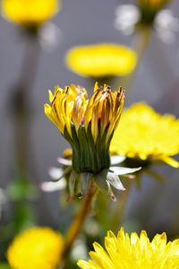 Close-up of yellow flowering plant