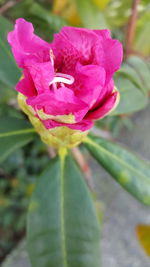 Close-up of flower