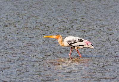 Bird in water