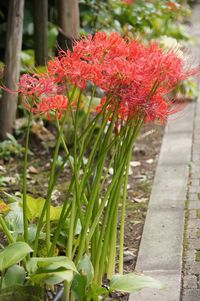 Close-up of red flowers