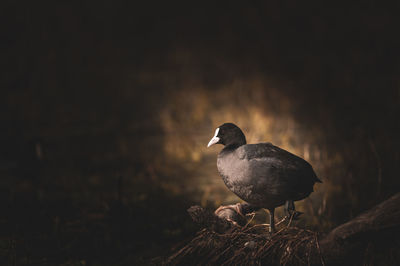 Close-up of bird perching on wood