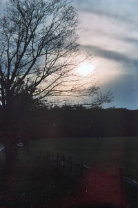 Scenic view of bare trees against sky
