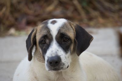 Close-up portrait of dog