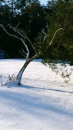 Scenic view of tree against sky during winter