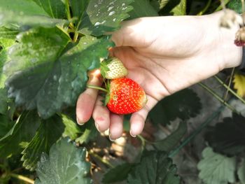 Close-up of hand holding strawberries