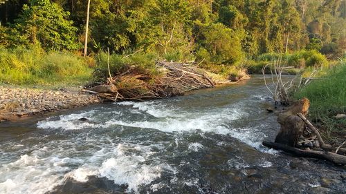 Scenic view of river flowing in forest