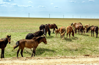Horses in a field