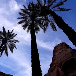 Low angle view of palm trees against sky