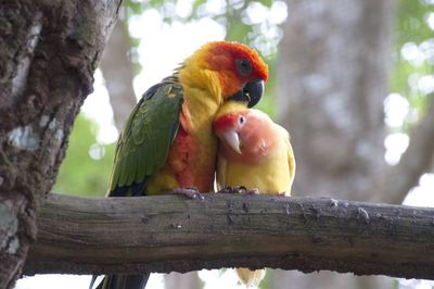 View of parrot perching on tree lovebirds