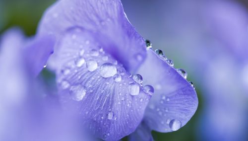 Close-up of wet purple flower