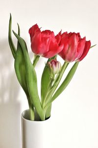 Close-up of red roses against white background