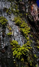 Low angle view of trees