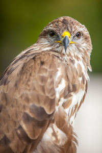 Close-up of eagle