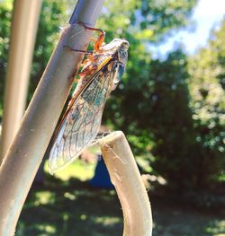 Close-up of lizard on tree