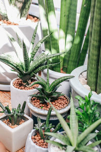 Close-up of potted plants for sale at shop