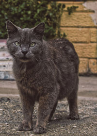 Portrait of cat standing outdoors