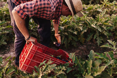 Man harvesting while standing on agricultural field