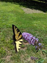 Butterfly on purple flower