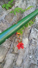 Close-up of red insect on rock