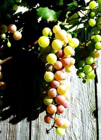 Close-up of grapes in vineyard