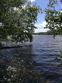 Scenic view of river in forest against sky