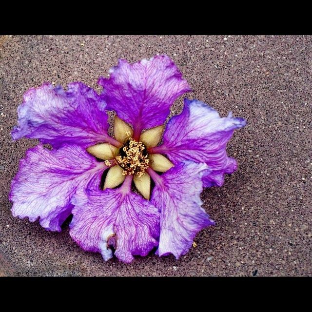 flower, petal, freshness, purple, flower head, fragility, high angle view, close-up, beauty in nature, nature, blooming, single flower, growth, no people, pollen, in bloom, outdoors, day, auto post production filter, plant