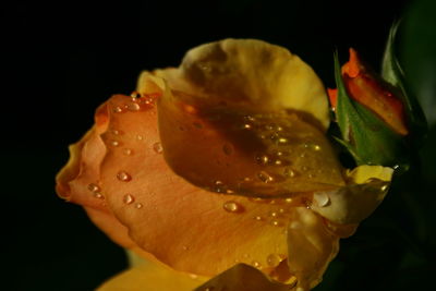 Close-up of yellow flowers