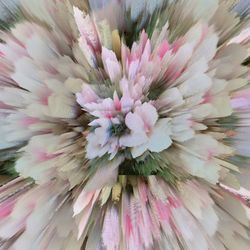 Close-up of pink flowers