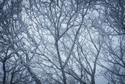 Low angle view of frozen bare trees against sky