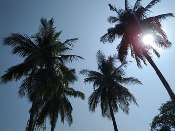Low angle view of coconut palm trees against clear sky