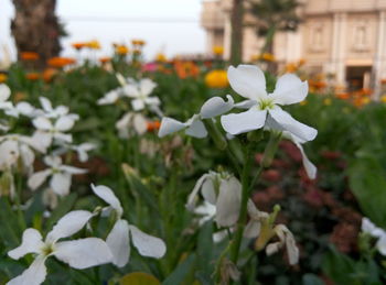 Close-up of white flowers blooming outdoors