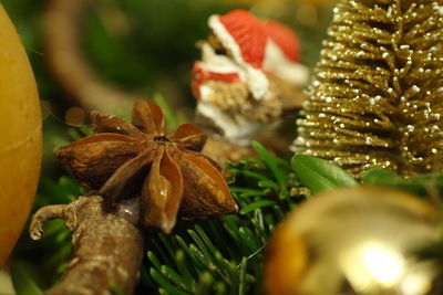 Close-up of christmas decorations on plant