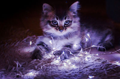 Portrait of cat sitting amidst illuminated string lights