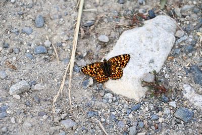 Close-up of butterfly on leaf