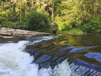 Scenic view of river stream in forest