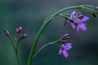 Close-up of insect on pink flowering plant