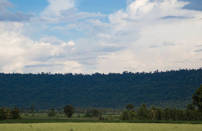 Trees on field against sky