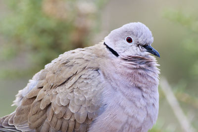 Close-up of a bird