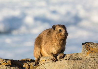 Close-up of squirrel on rock