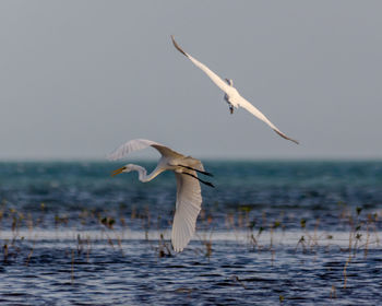 Two egrets swooping over the water in the distance