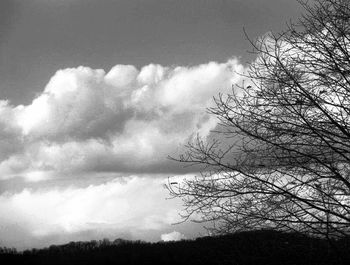 Low angle view of trees against cloudy sky