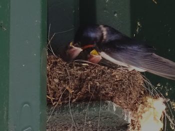 Close-up of bird perching on bench