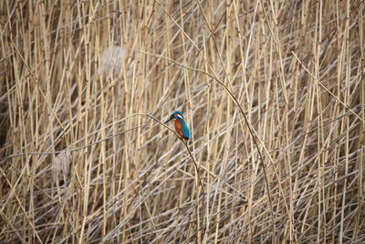 Kingfisher waiting