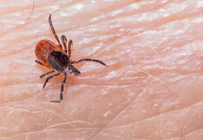 A tick runs over a person's skin