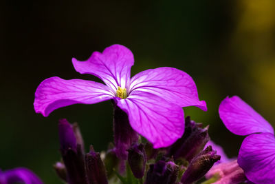 Close-up of pink flowering plant