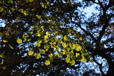 Low angle view of tree branches