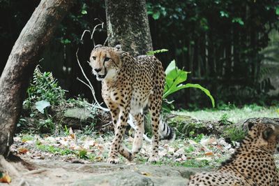 Cheetah walking on field at forest