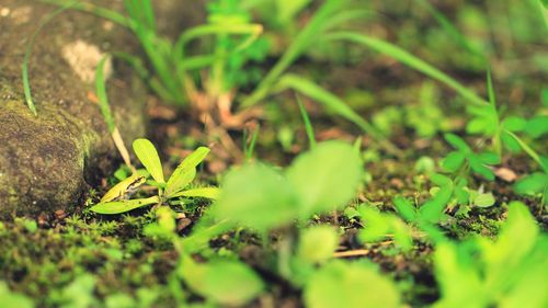 Close-up of fresh green plant on field